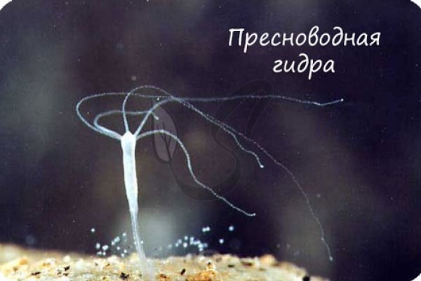 Сайты продаж наркотиков