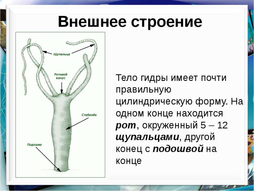 Kraken ссылка тг